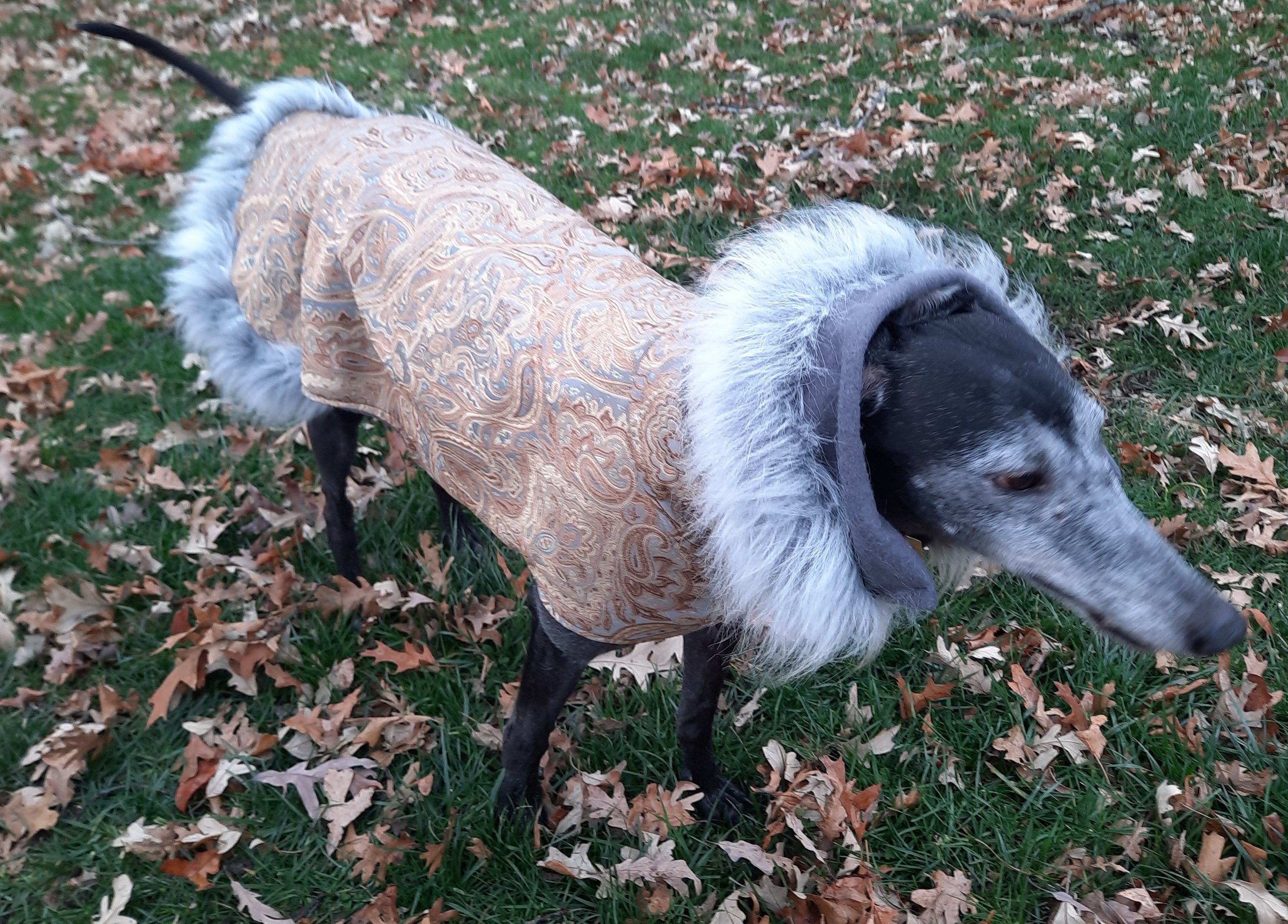 Midwest Greyhound Adoption