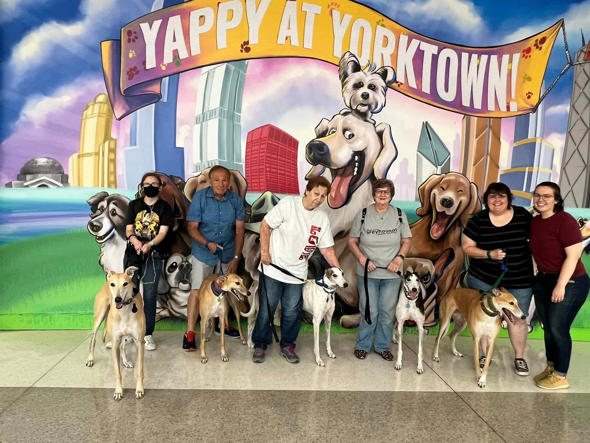 Midwest Greyhound Adoption