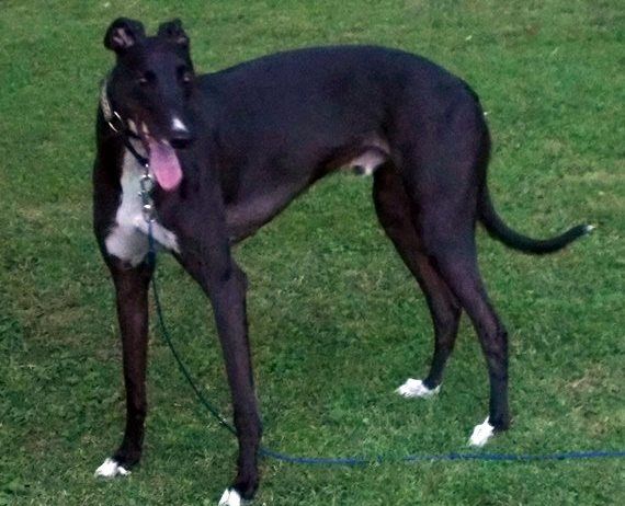 Midwest Greyhound Adoption