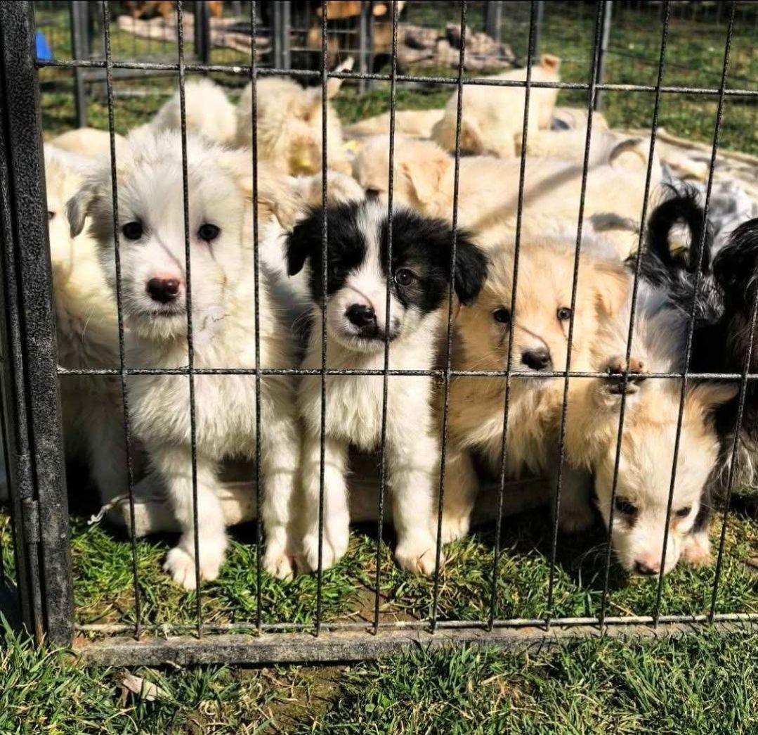 Hope4Homes dog rescue