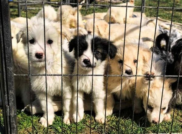 Hope4Homes dog rescue