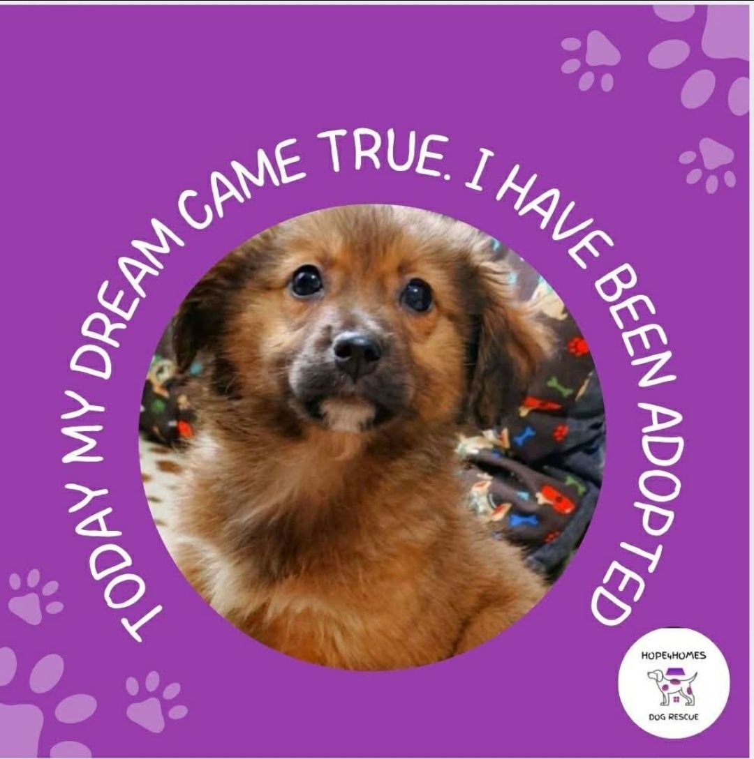 Hope4Homes dog rescue