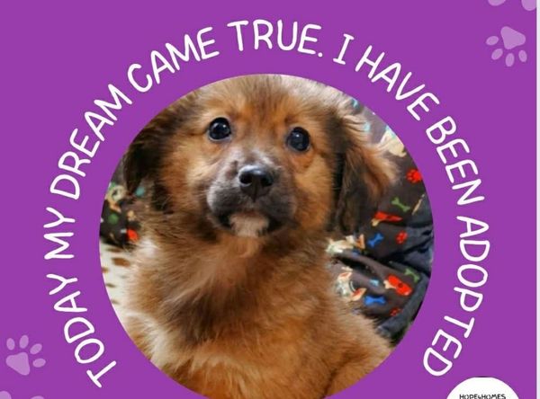 Hope4Homes dog rescue