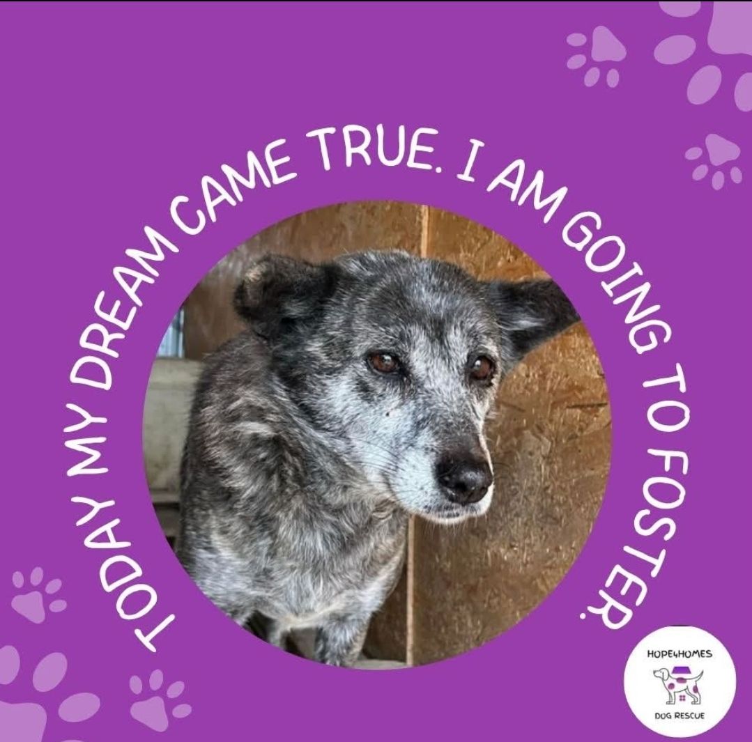 Hope4Homes dog rescue