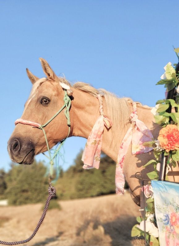Happy Hooves Horse Rehab