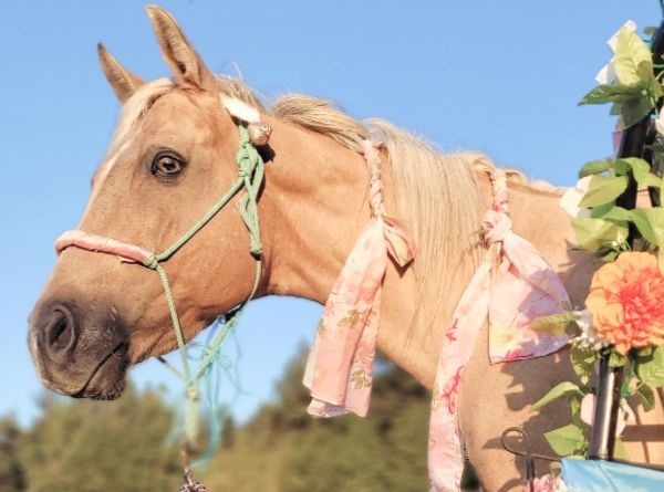 Happy Hooves Horse Rehab
