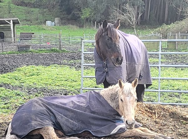 Happy Hooves Horse Rehab