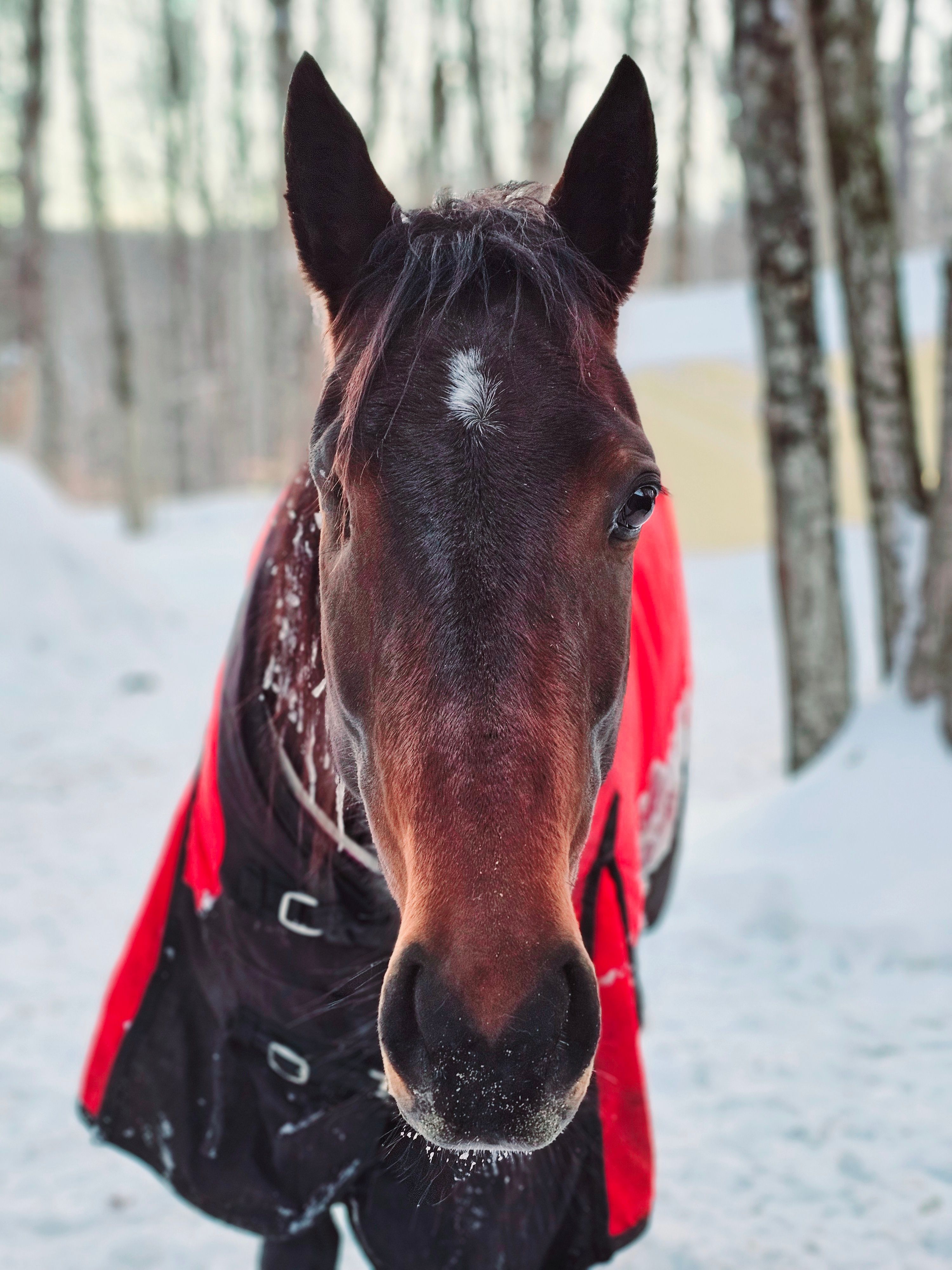 Misfit Farm Blind Horse Sanctuary