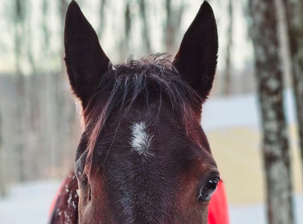 Misfit Farm Blind Horse Sanctuary
