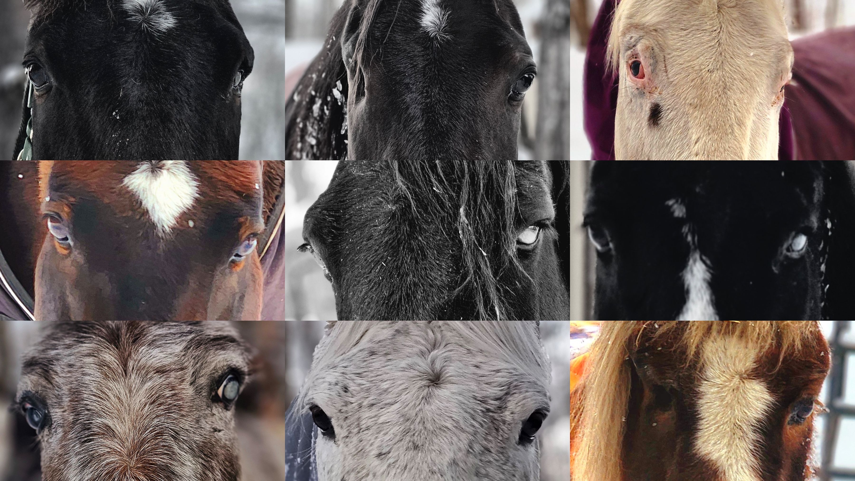 Misfit Farm Blind Horse Sanctuary