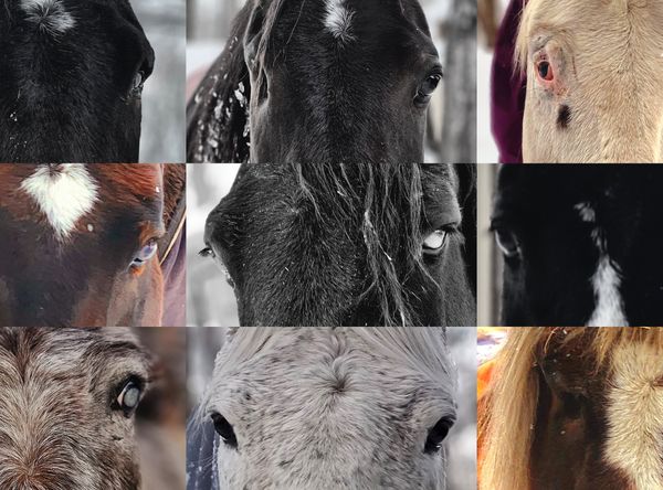 Misfit Farm Blind Horse Sanctuary