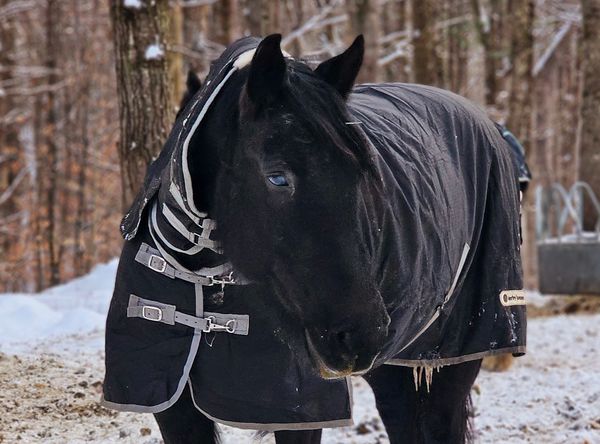 Misfit Farm Blind Horse Sanctuary