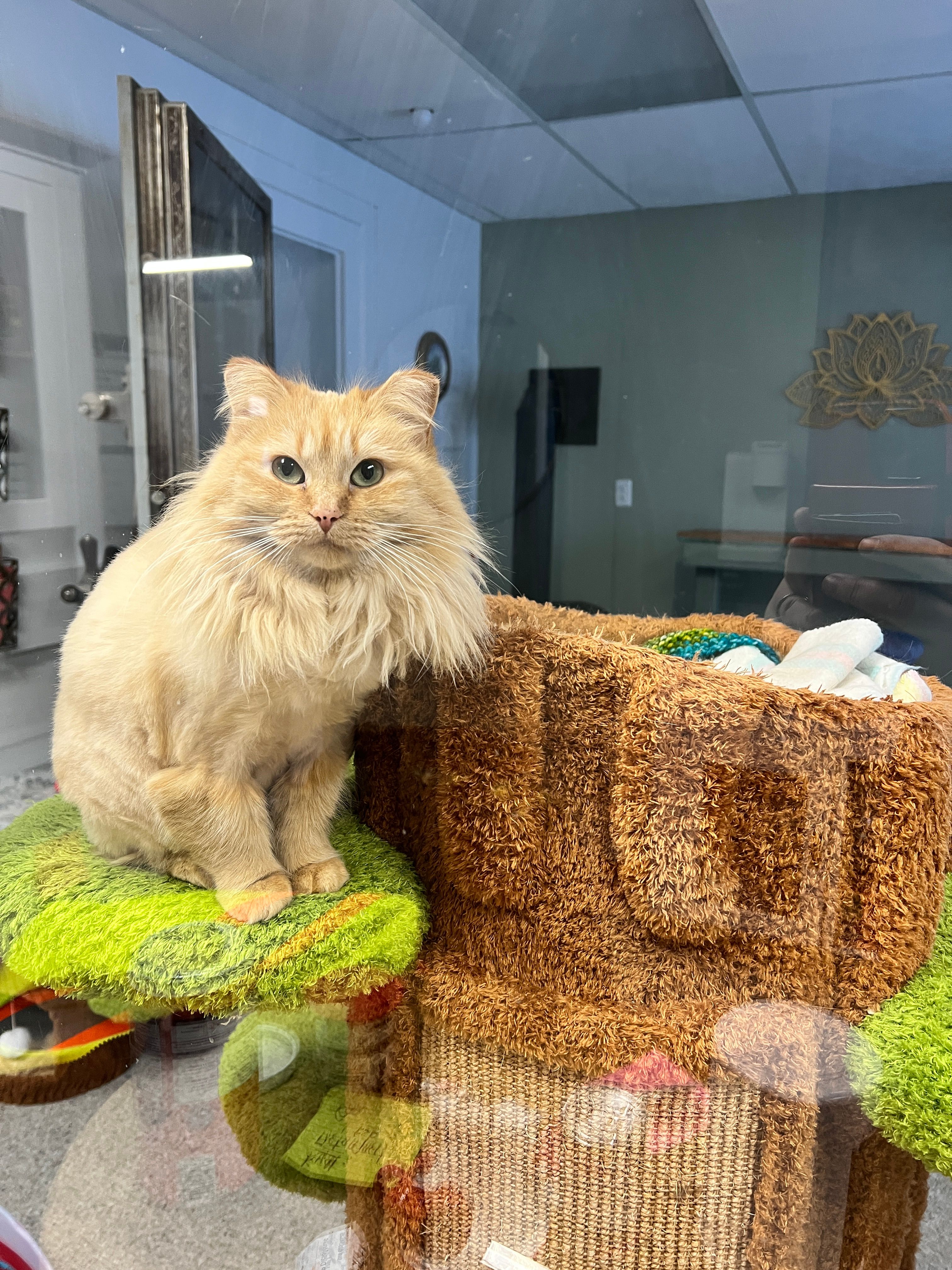 Mozart Sympawthy Animal Sanctuary Inc.