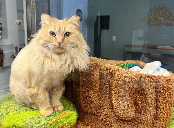 Mozart Sympawthy Animal Sanctuary Inc.