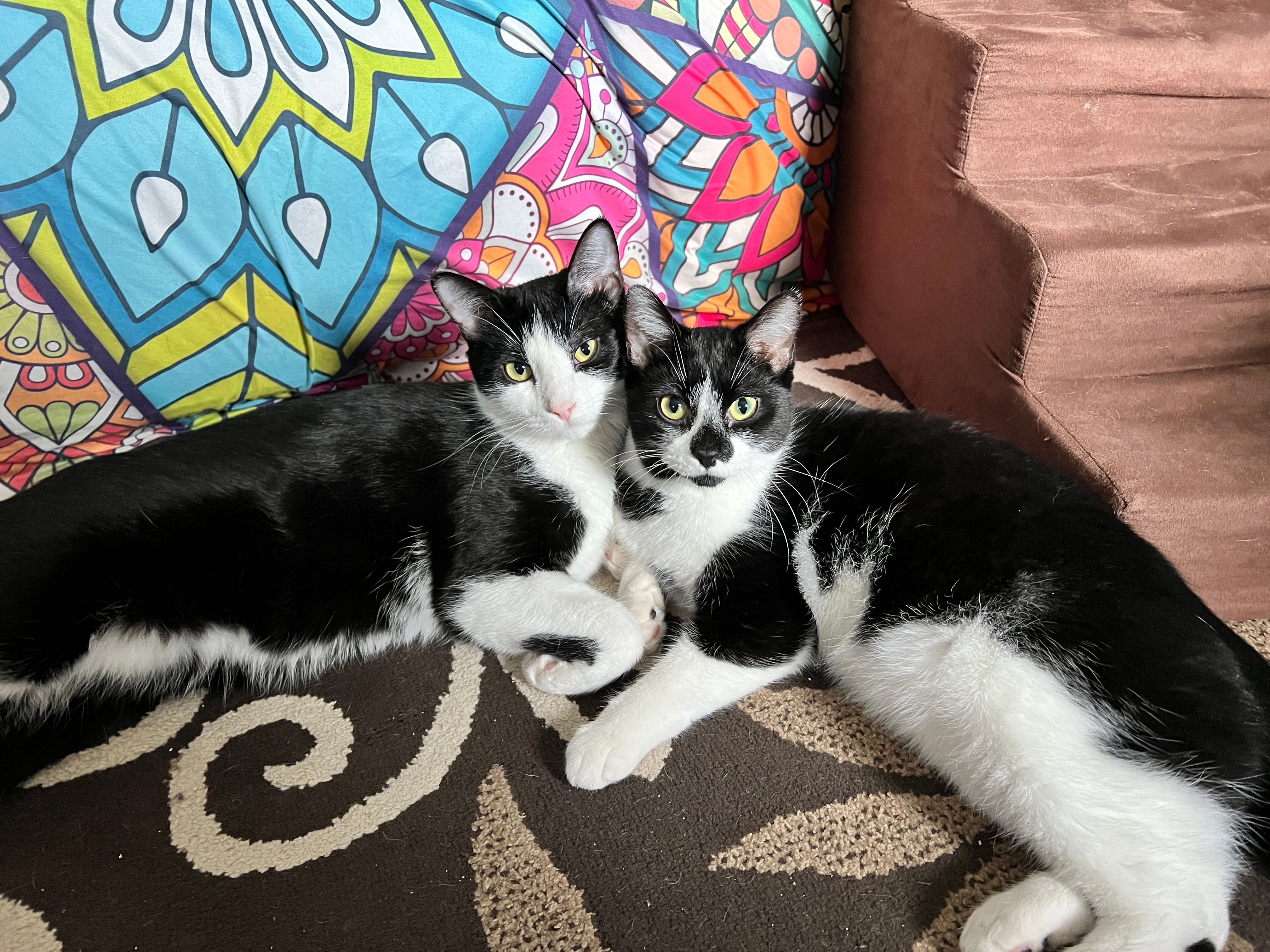 Mozart Sympawthy Animal Sanctuary Inc.