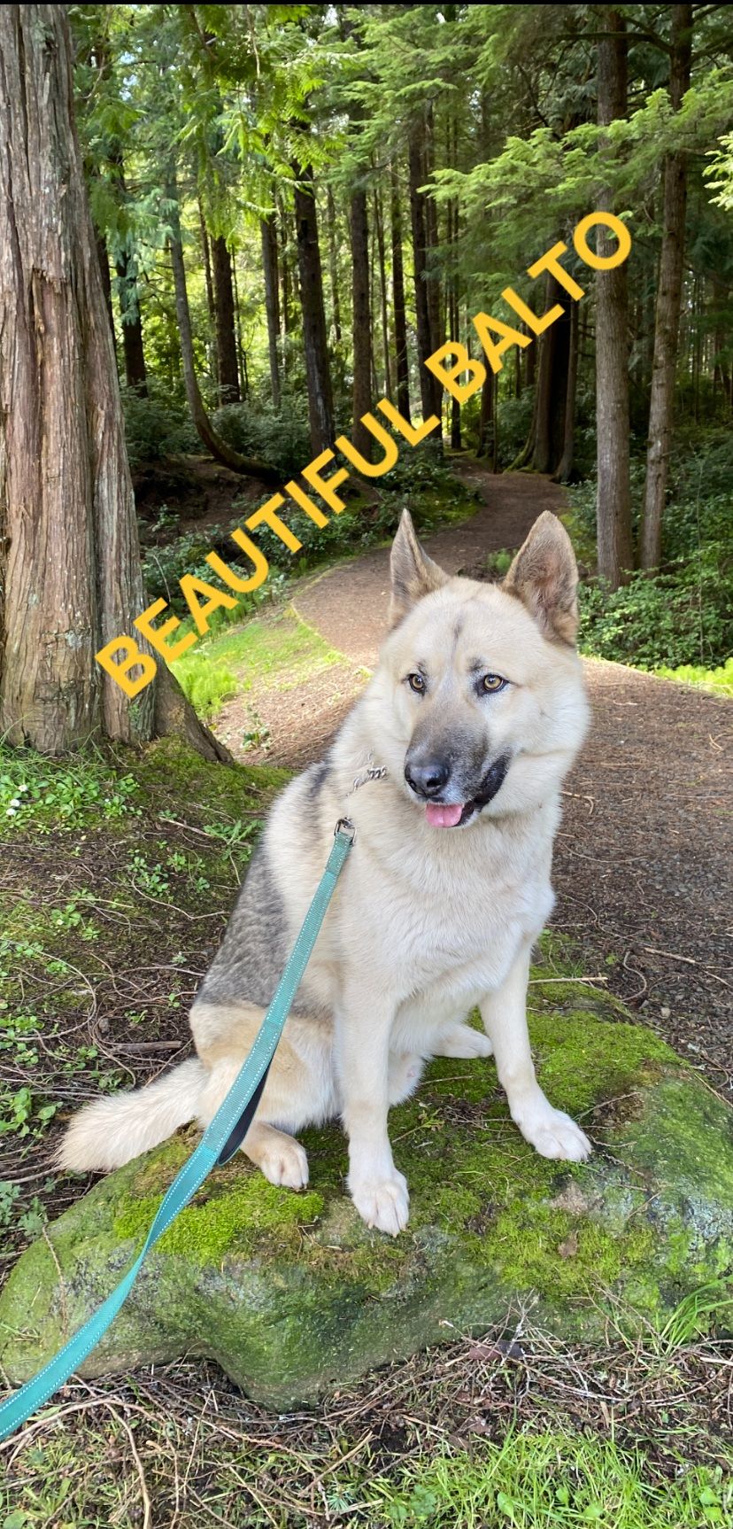 St Martins Animal Rescue