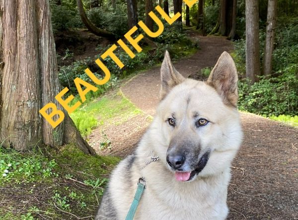 St Martins Animal Rescue