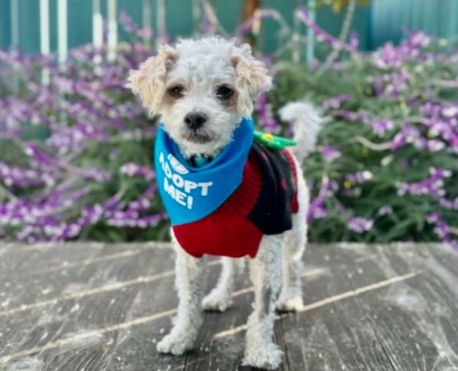 St Martins Animal Rescue