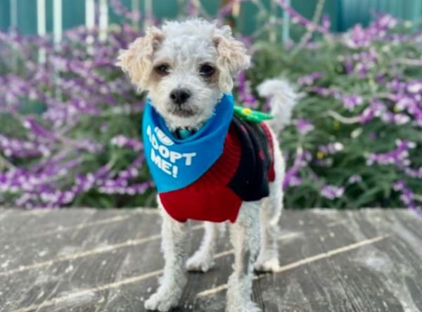 St Martins Animal Rescue