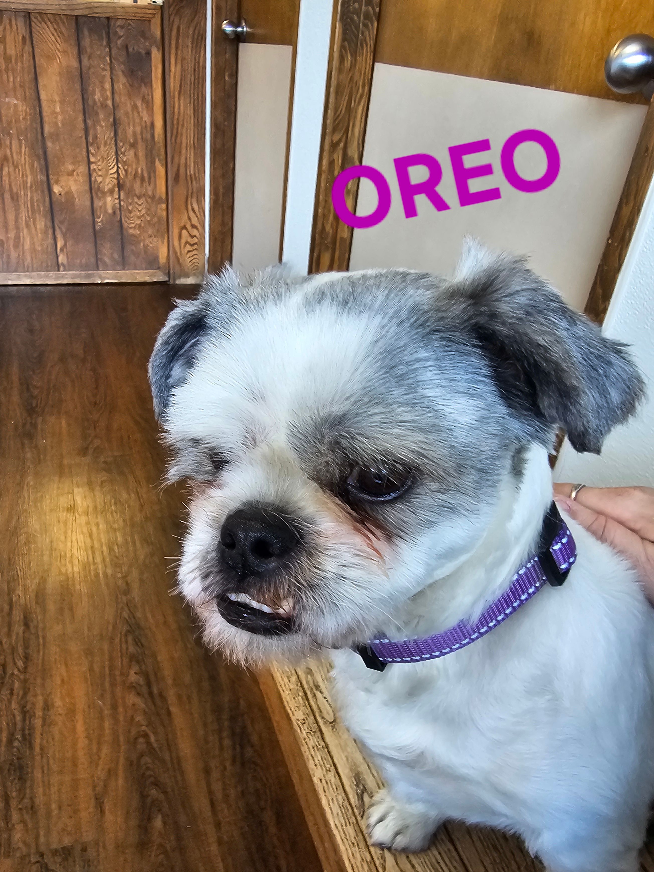 St Martins Animal Rescue