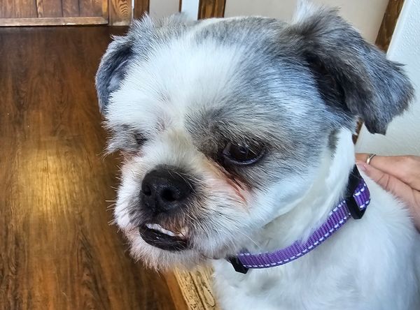 St Martins Animal Rescue