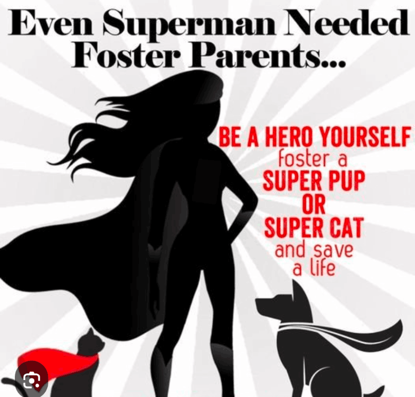 Little Critters Rescue