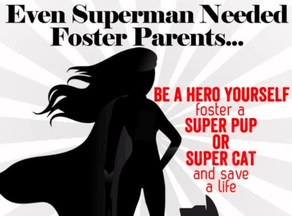 Little Critters Rescue