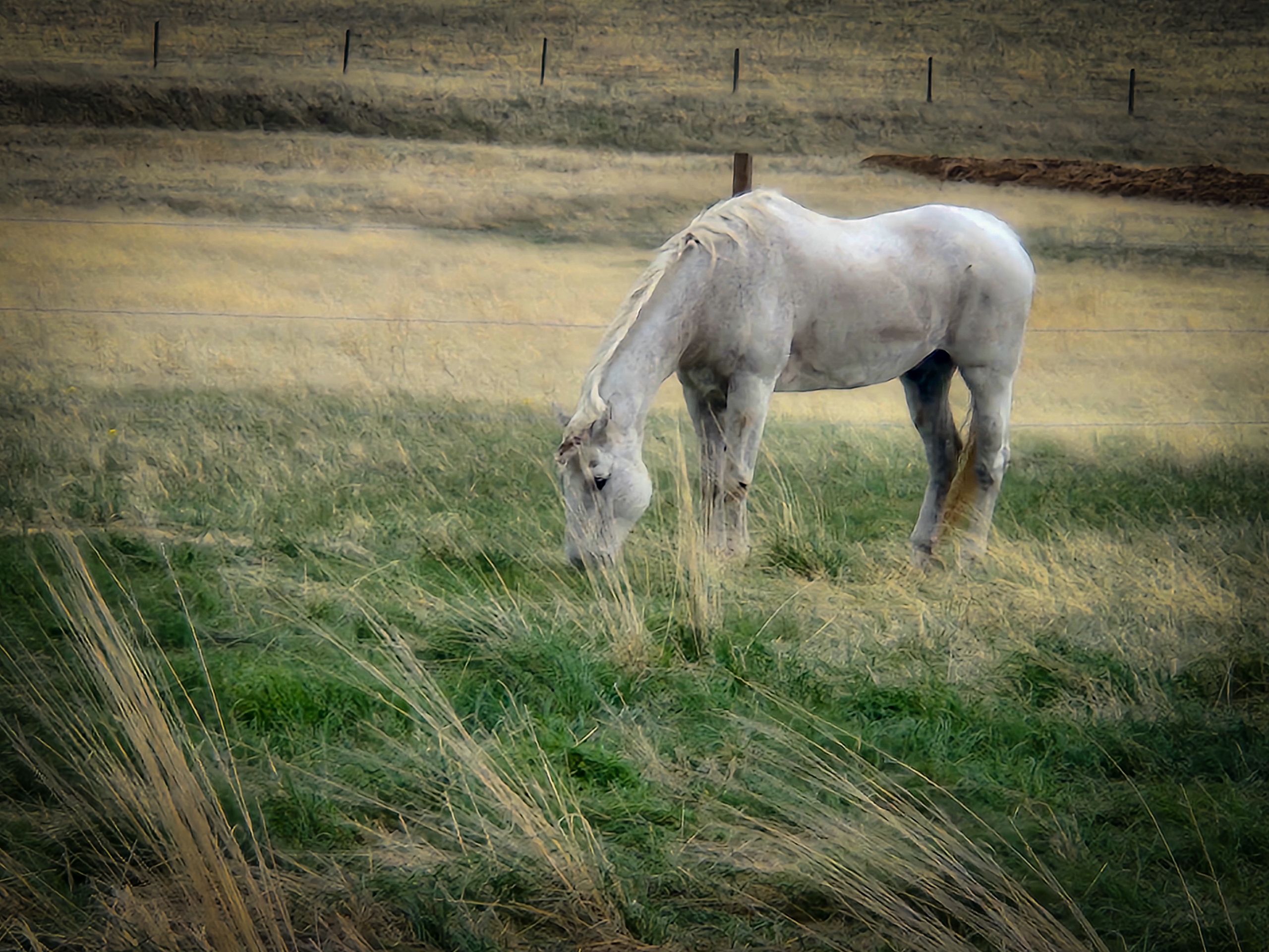 Davissa Horse Refuge