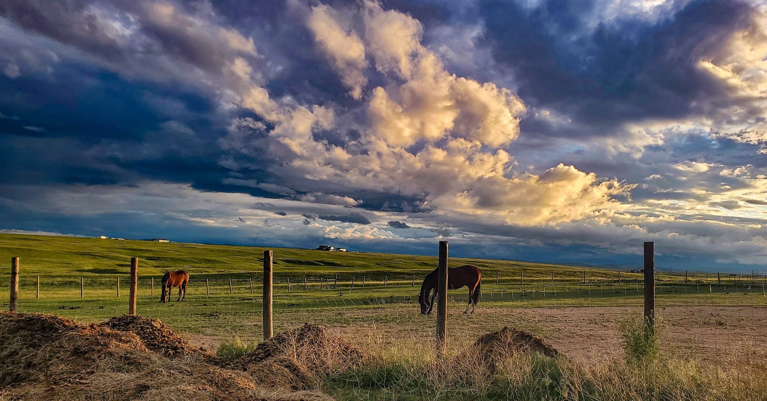 Davissa Horse Refuge