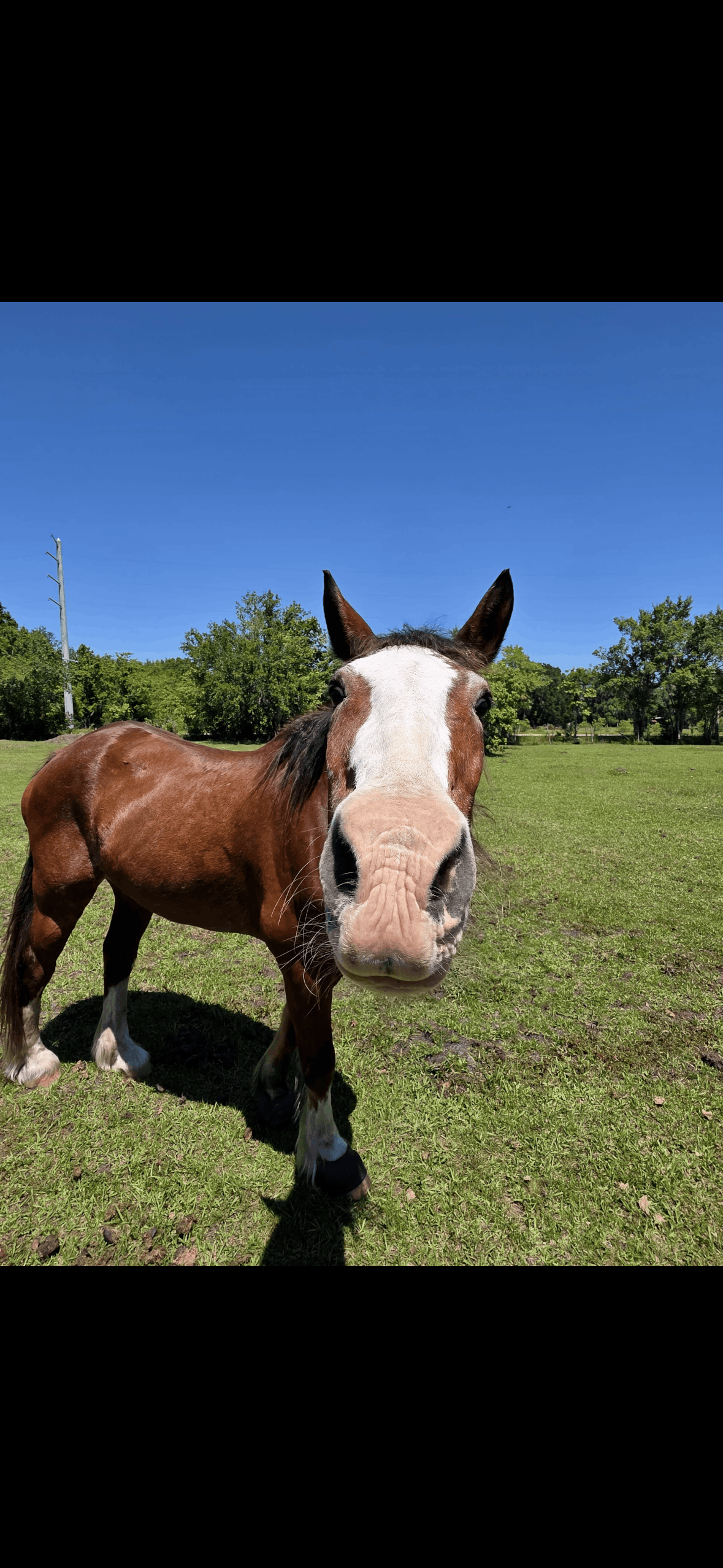 Hope’s Dream Horse Rescue
