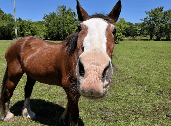 Hope’s Dream Horse Rescue