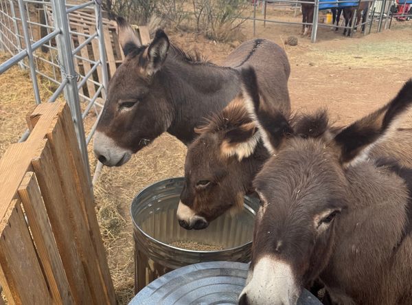 Fun Sized Farms Inc, LLC