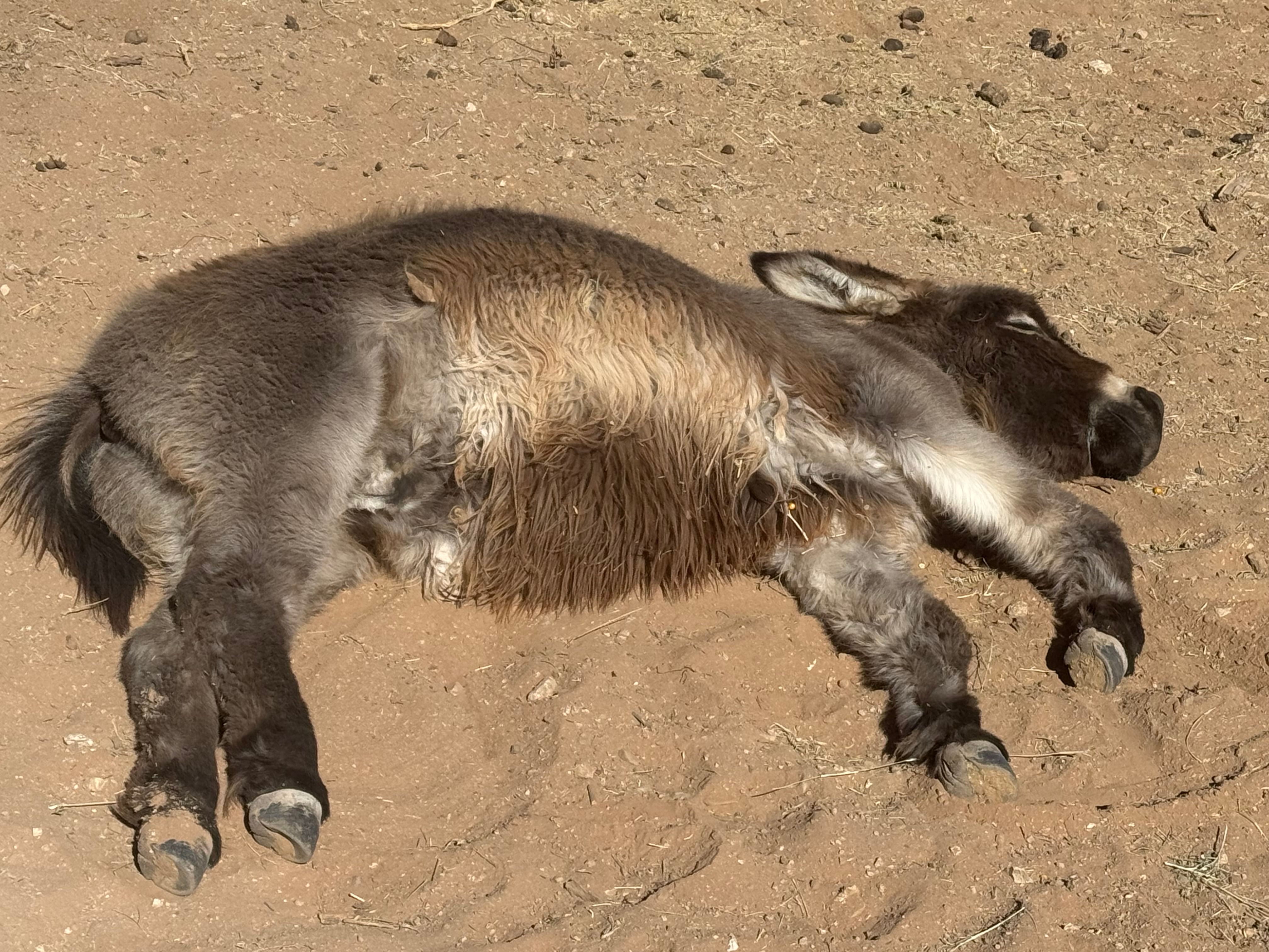 Fun Sized Farms Inc, LLC