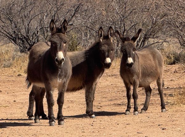 Fun Sized Farms Inc, LLC