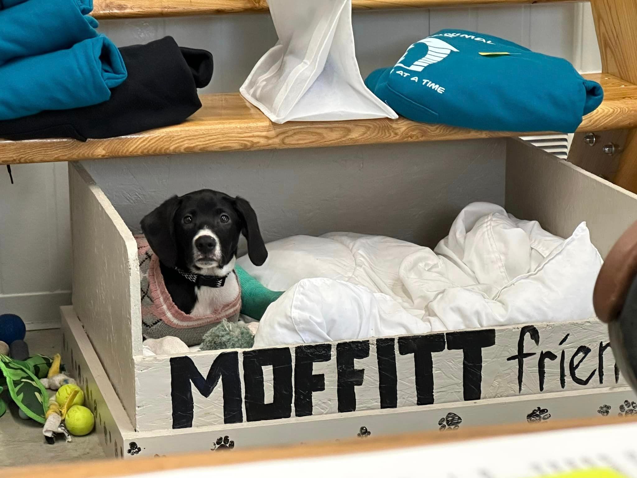 Moffitt Animal Shelter