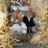 Bristlecone Animal Aid Rescue And Xpress (BAARX)