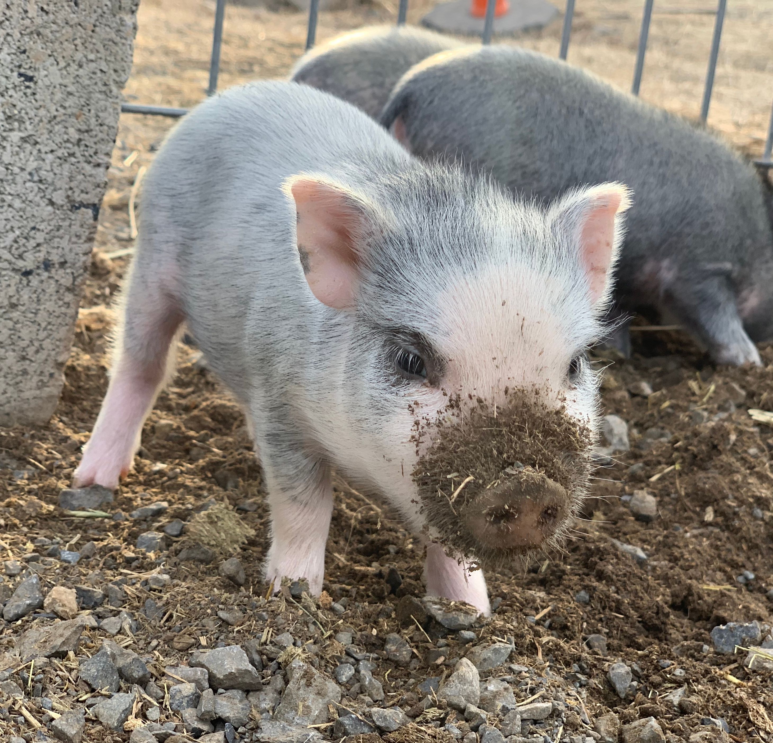 American Made Miniatures Farm Sanctuary