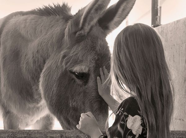 American Made Miniatures Farm Sanctuary