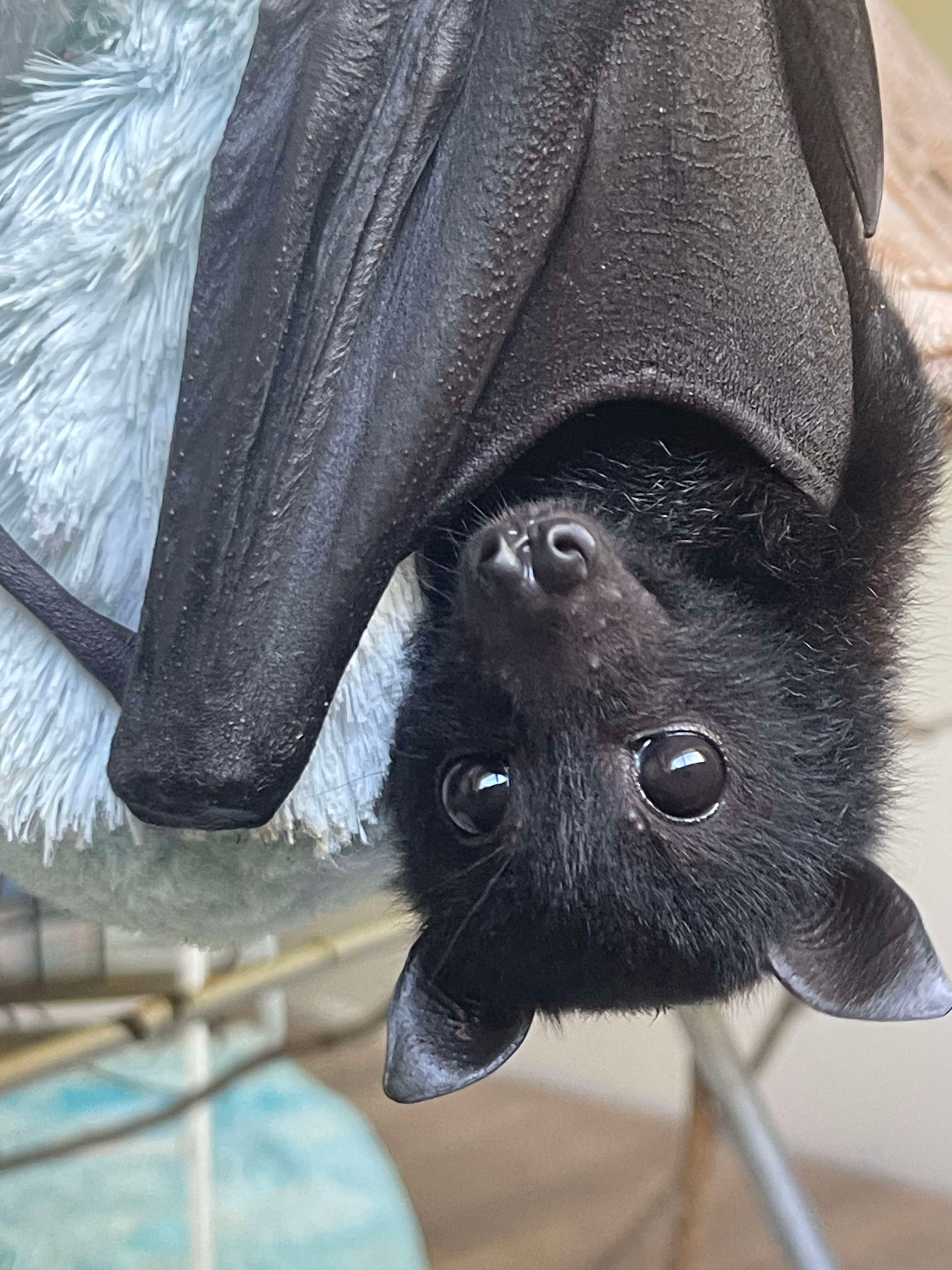 Wildlife Rehabilitation Queensland