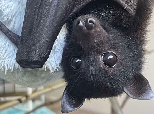 Wildlife Rehabilitation Queensland