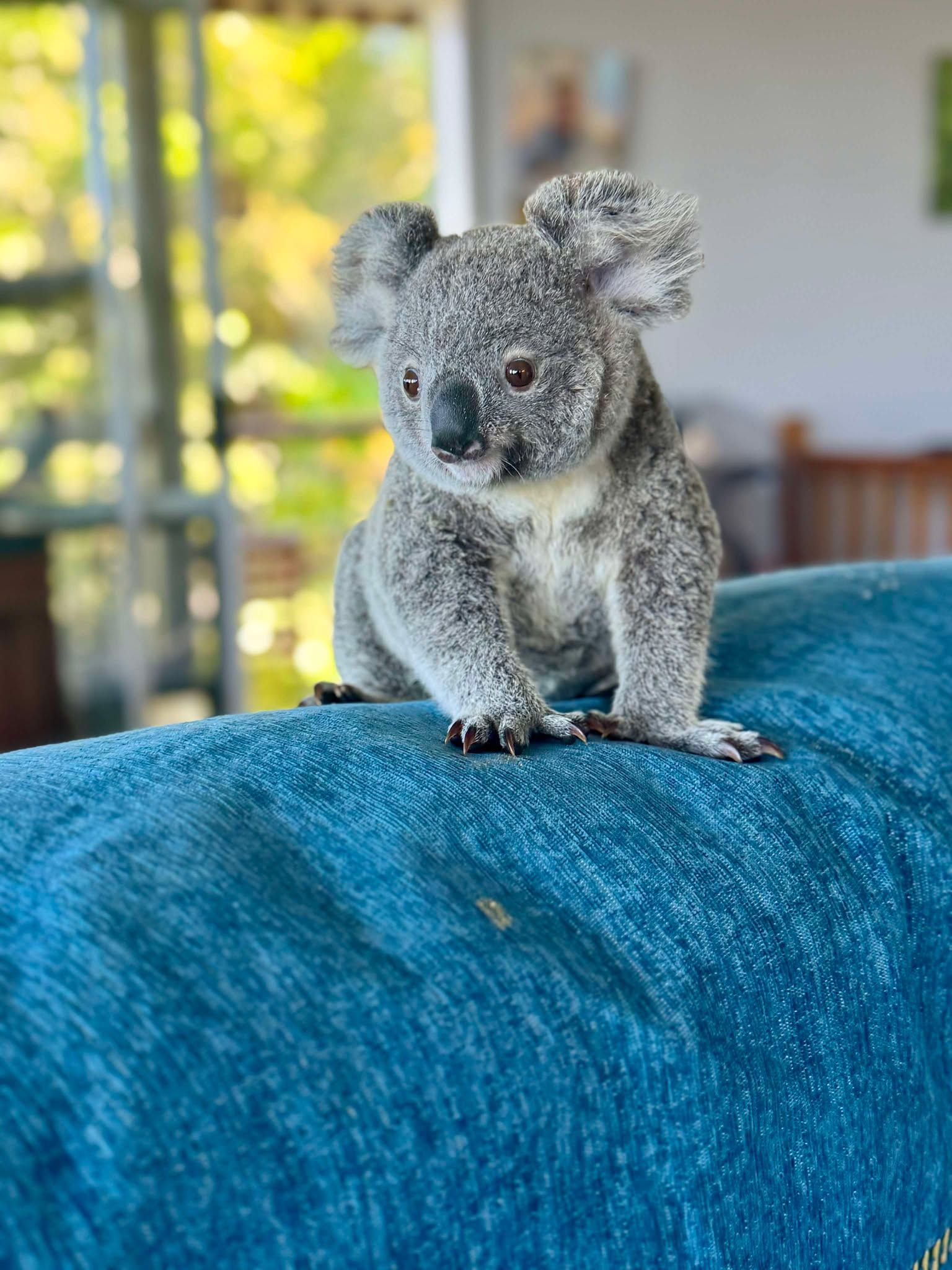 Wildlife Rehabilitation Queensland