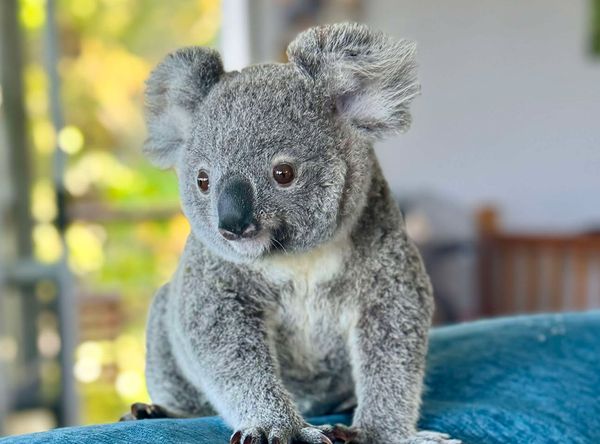 Wildlife Rehabilitation Queensland