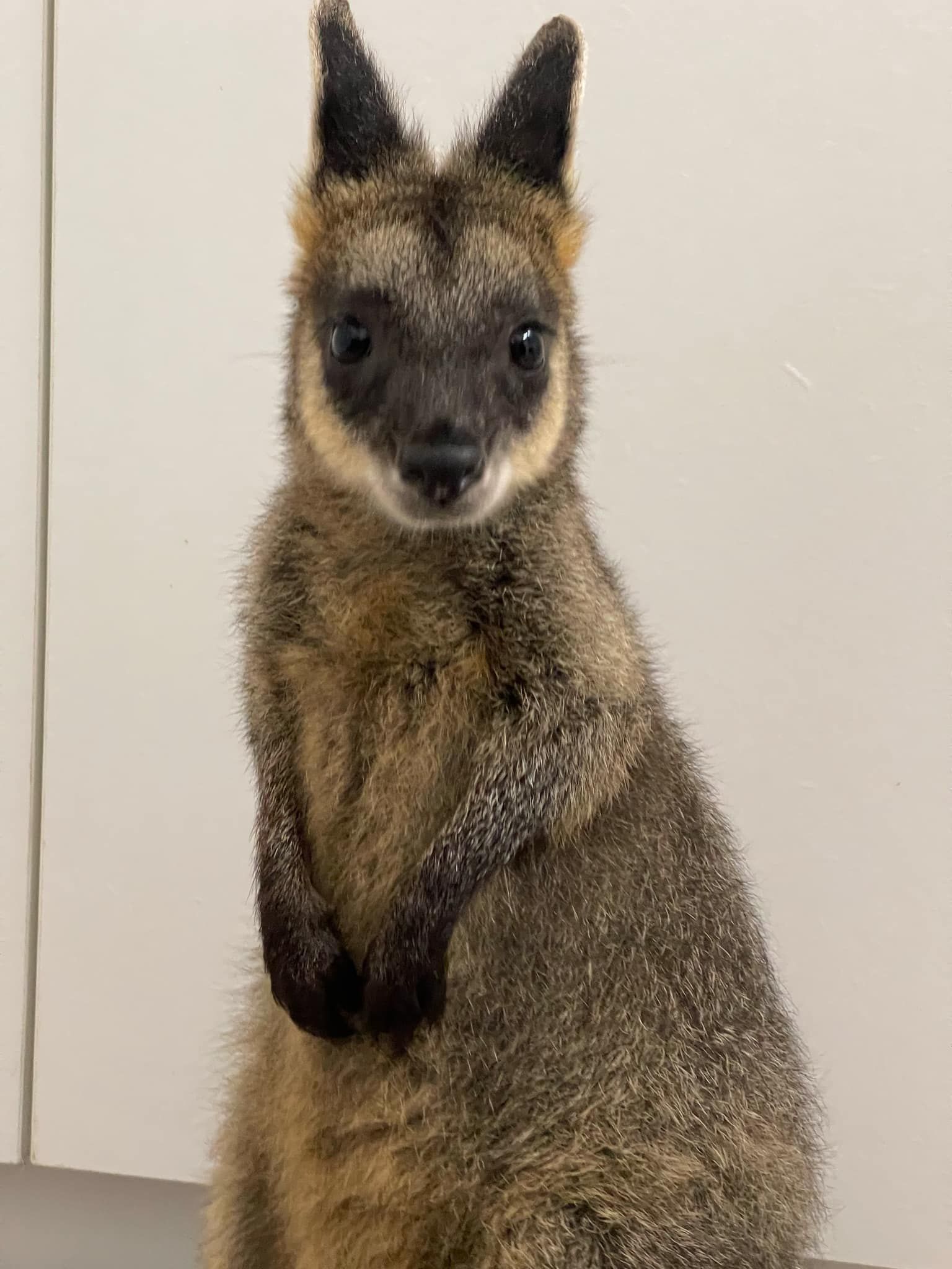 Wildlife Rehabilitation Queensland