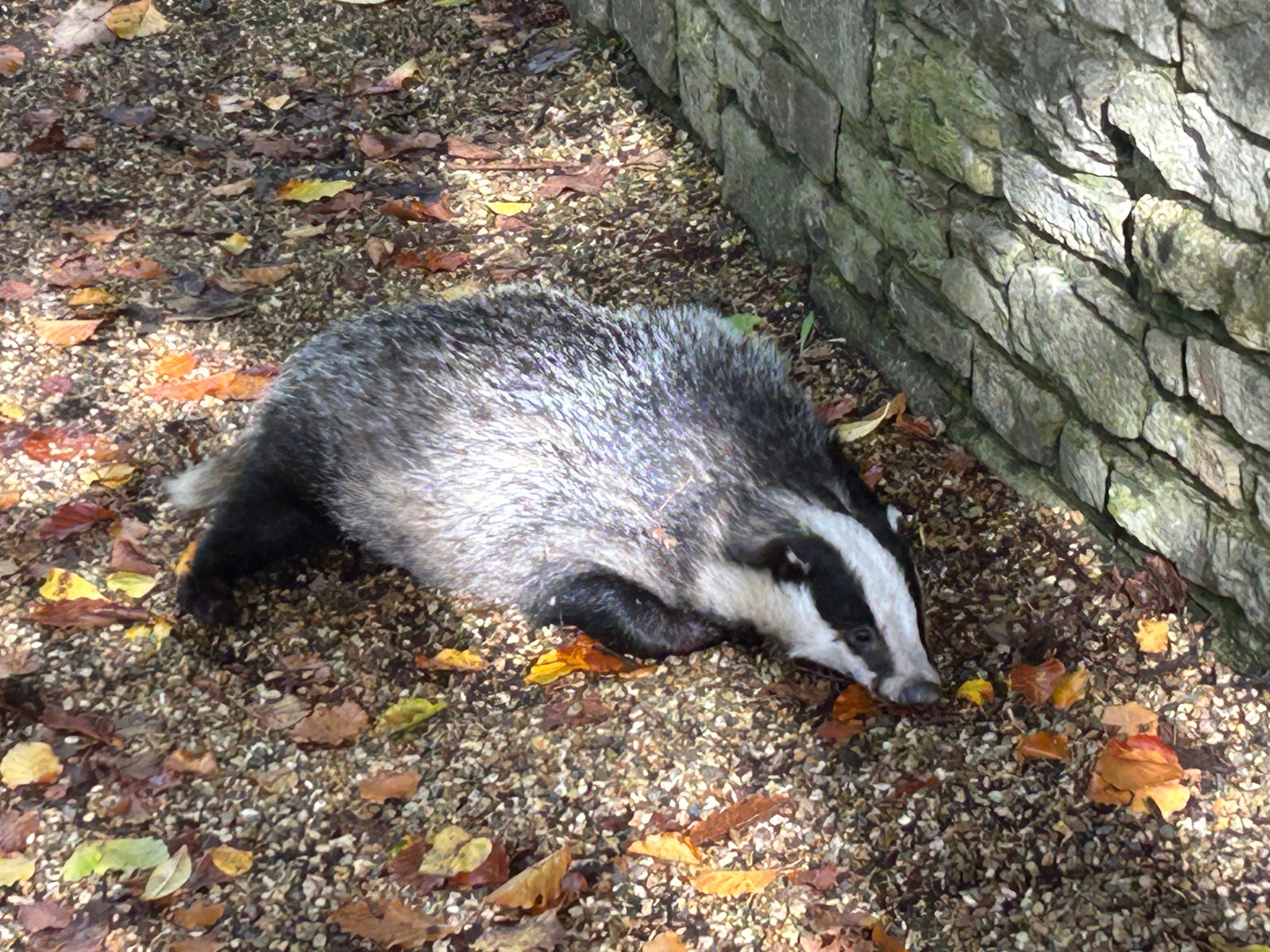 Wildlife Rescue - Moyles Court