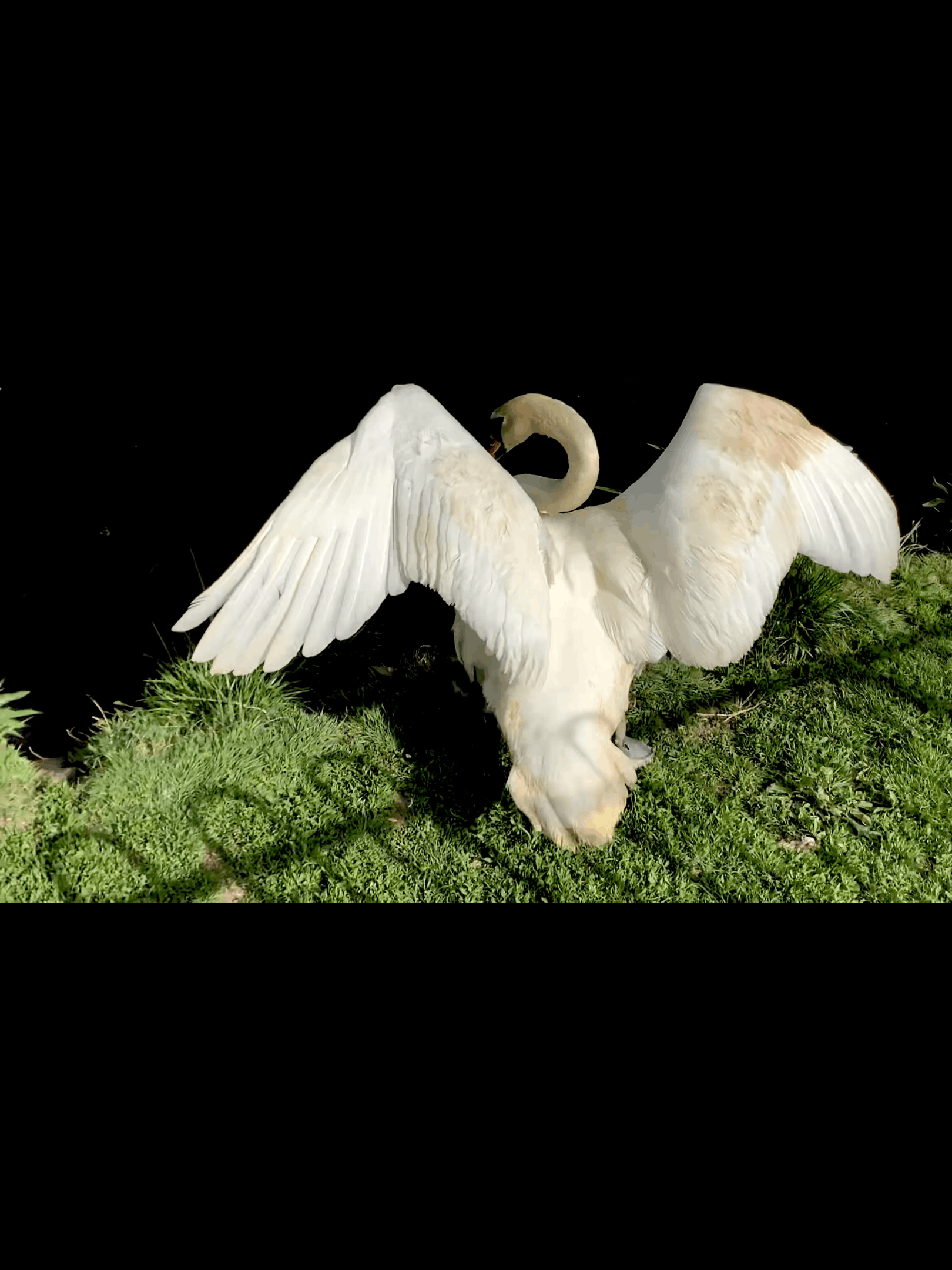 Wildlife Rescue - Moyles Court