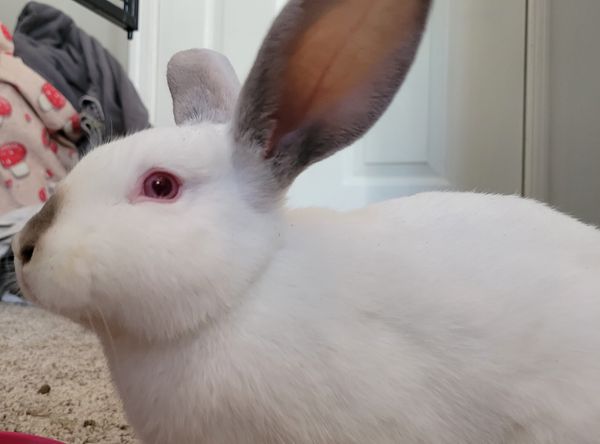 A Cat Lady in Training Rescue