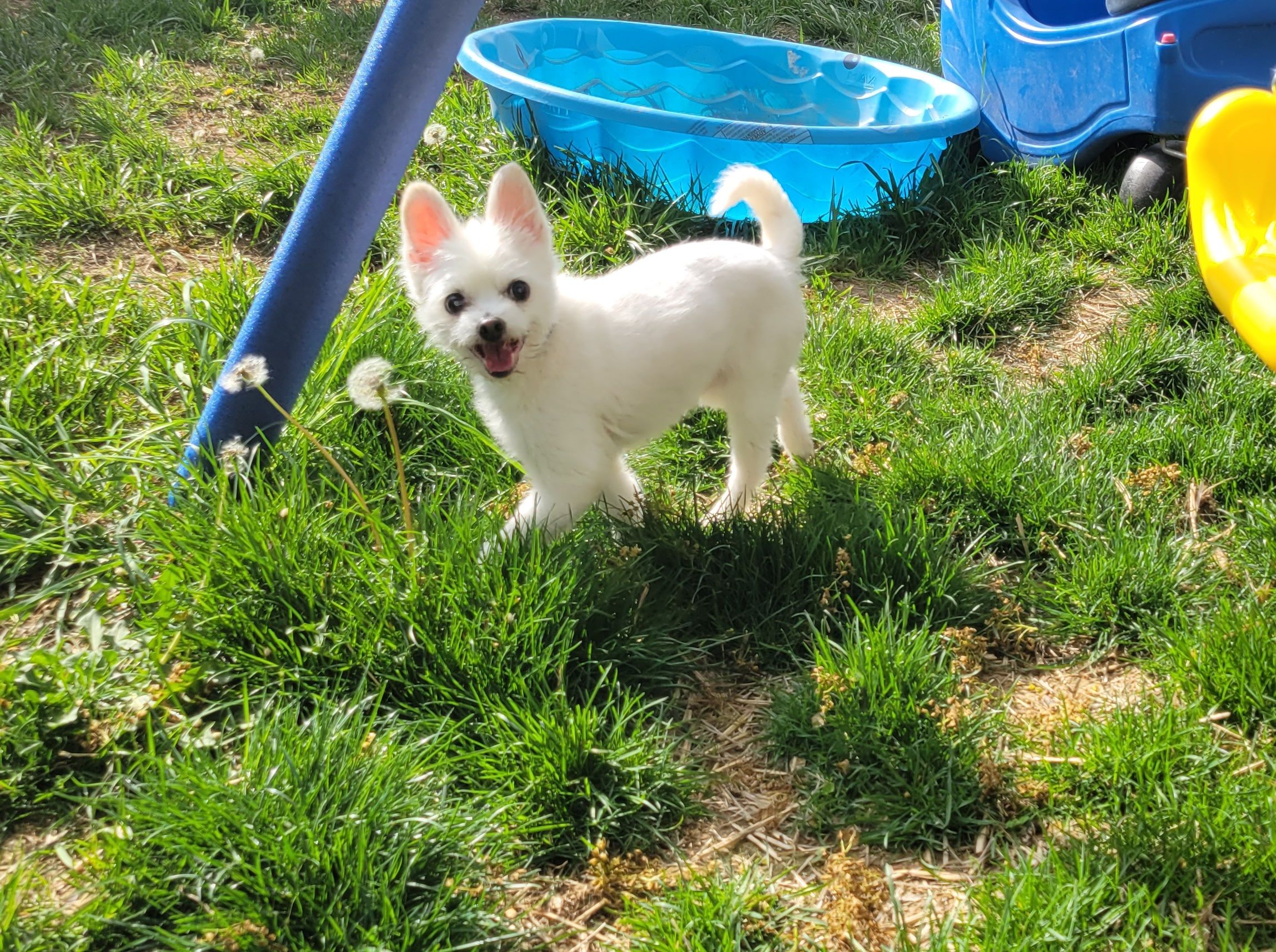 A Cat Lady in Training Rescue