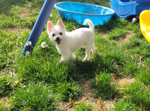 A Cat Lady in Training Rescue