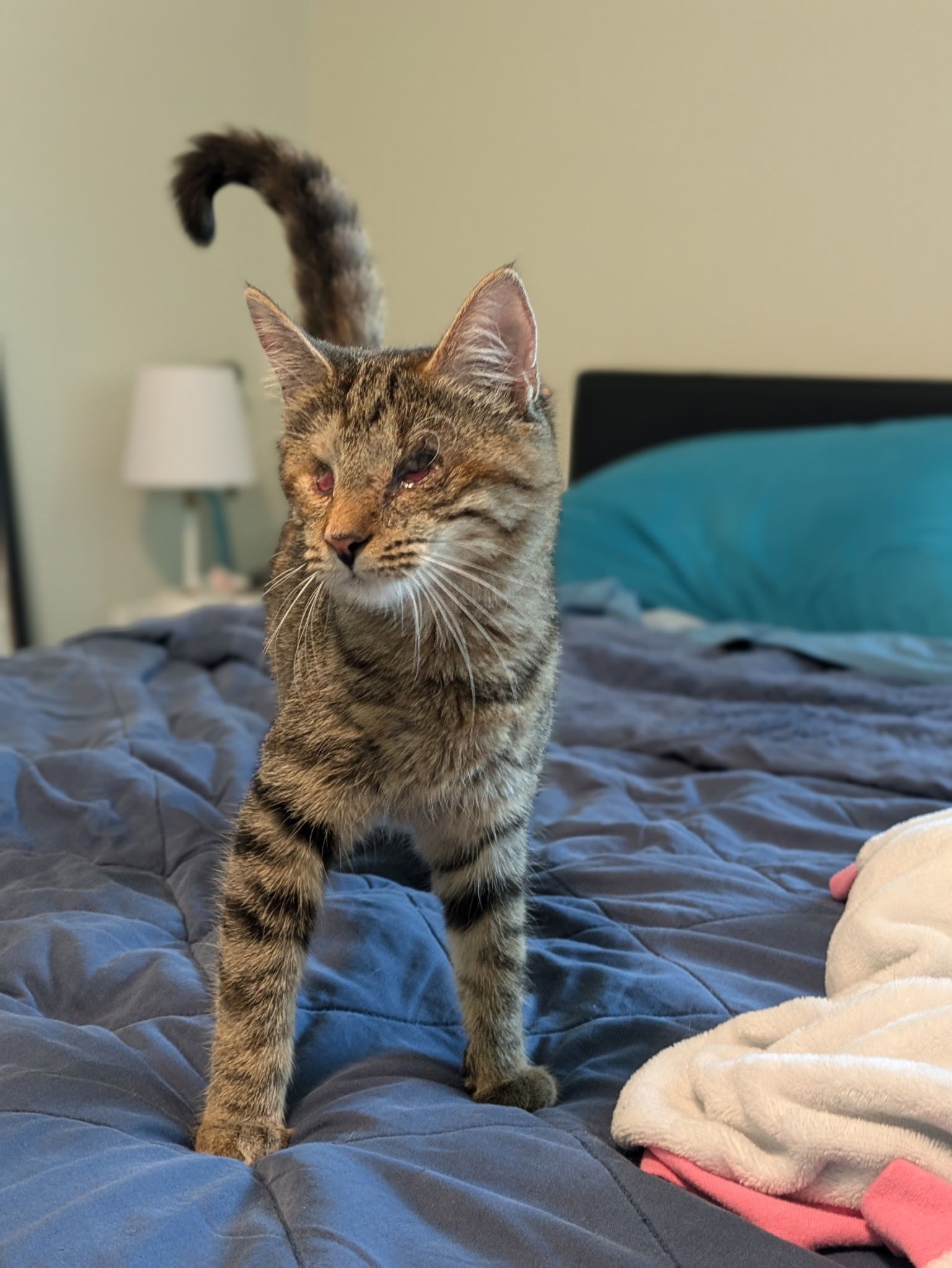 A Cat Lady in Training Rescue