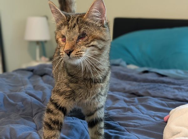 A Cat Lady in Training Rescue